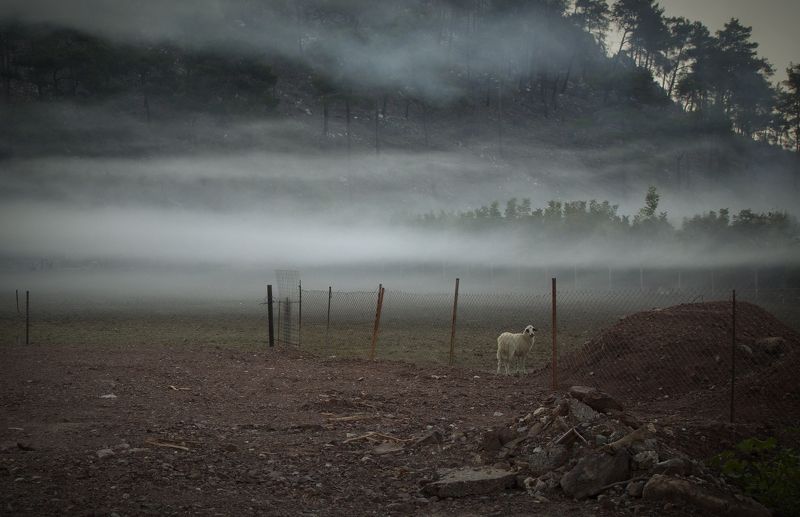 утро, туман, осень, овца, тишина, мир, покой в Октябре фото превью