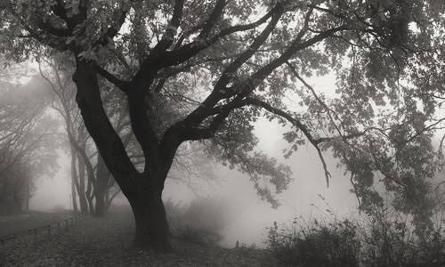 Дубы в тумане.