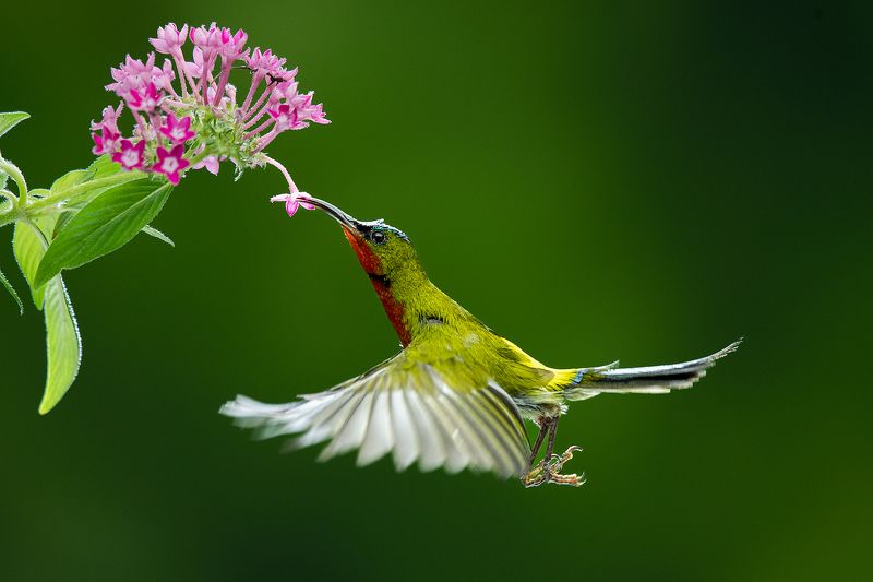 Hovering  фото превью