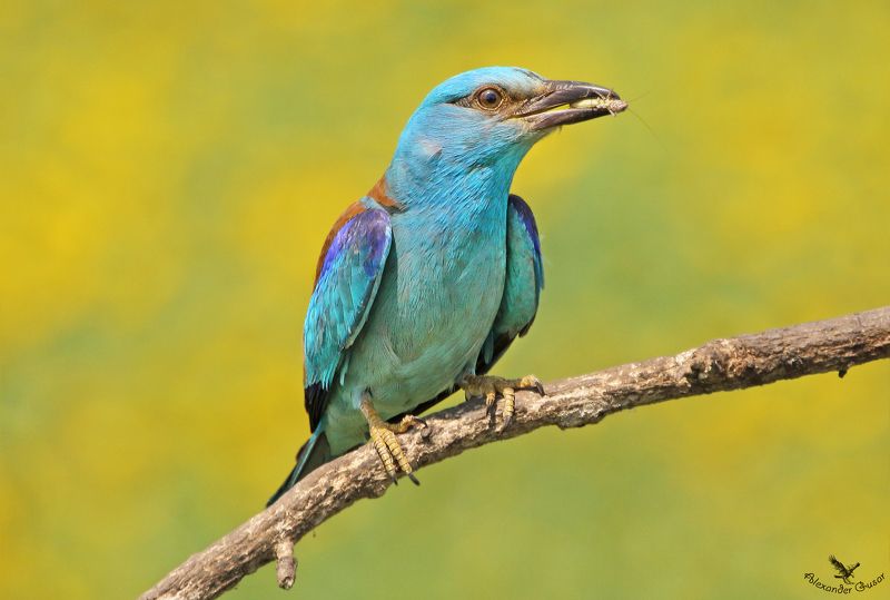 Сизоворонка фото превью