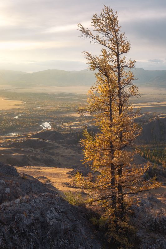 курайская степь, алтай Утро в Курайской степи фото превью