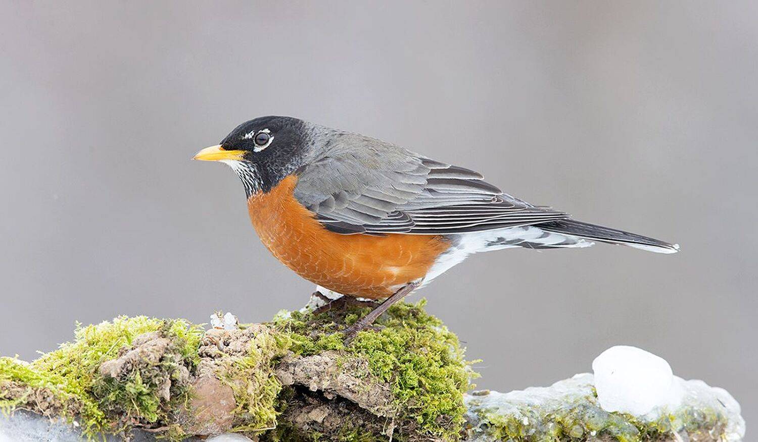 странствующий дрозд, american robin, дрозд, зима, Etkind Elizabeth