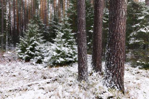 Первый снег в лесу