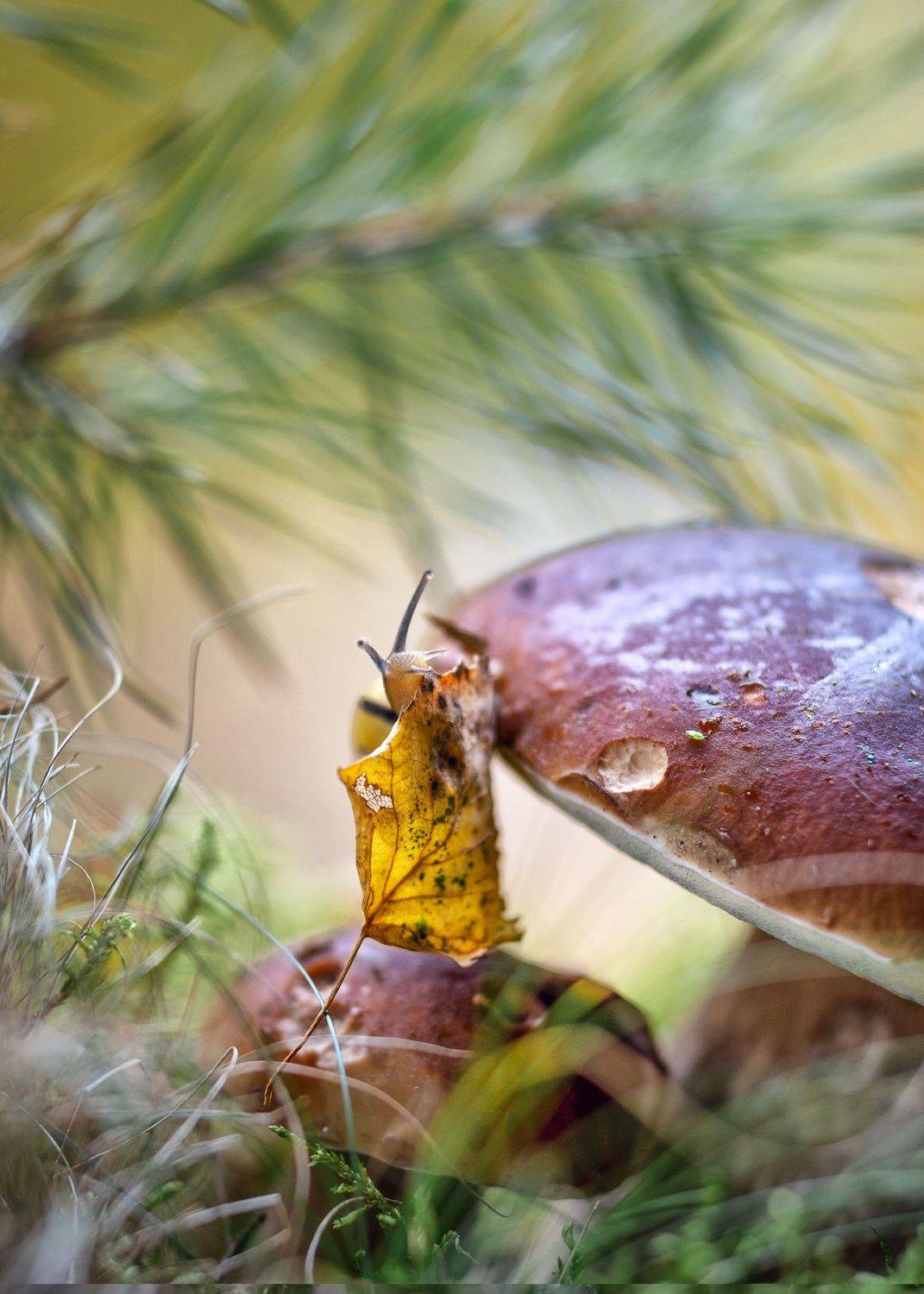 осенние истории, улитка, белый гриб,лес,березовый листок, ГОРЮКИНА ИРИНА
