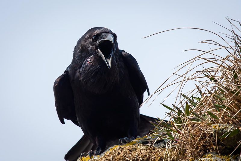 Ругается фото превью