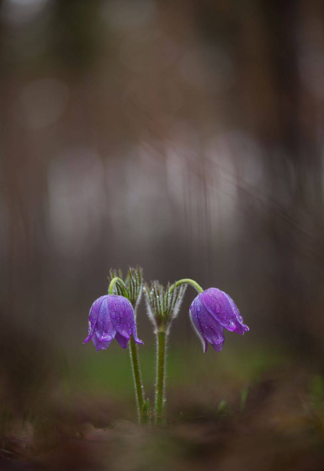 , Викулов Николай