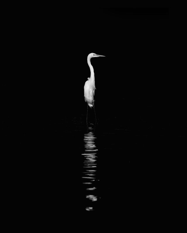 Egret фото превью