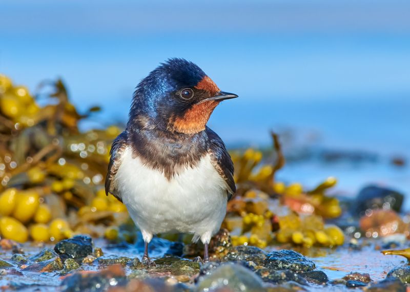 Деревенская ласточка на литорали фото превью