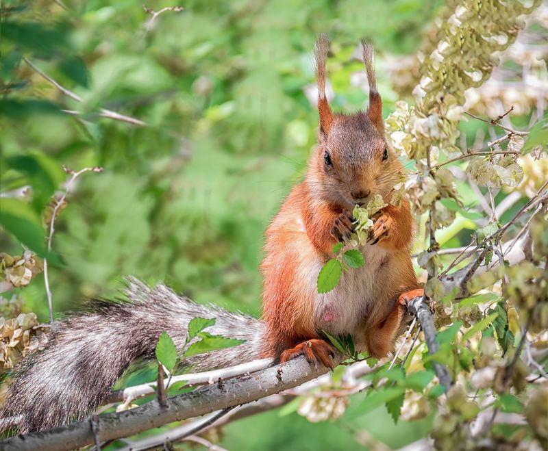 белка, лес, весна, День БЕЛОЧКИ. фото превью