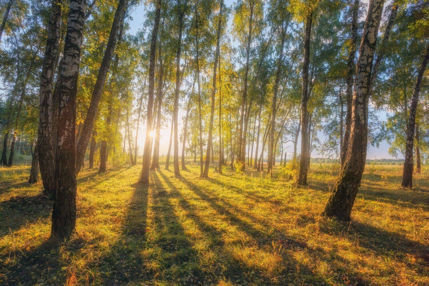 закат, природа, лес, березы, осень, пейзаж, Мартыненко Дмитрий