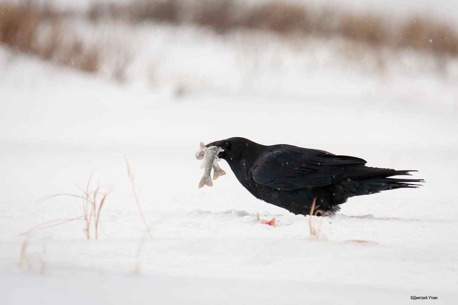 , Дмитрий Уткин