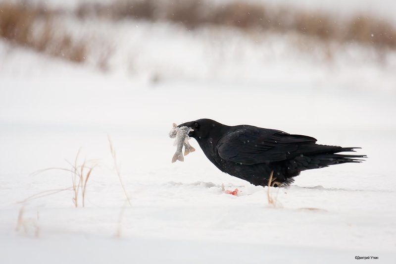 Рыбный день фото превью