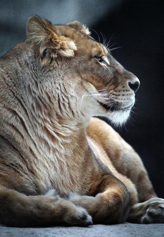 Львица фото превью