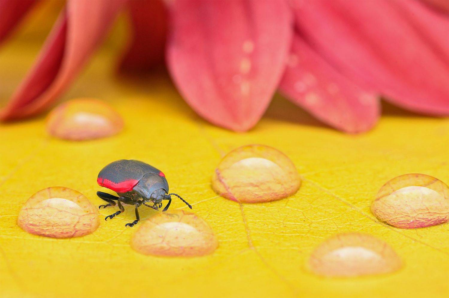 ceclii, macro, Ganev Tsvetan