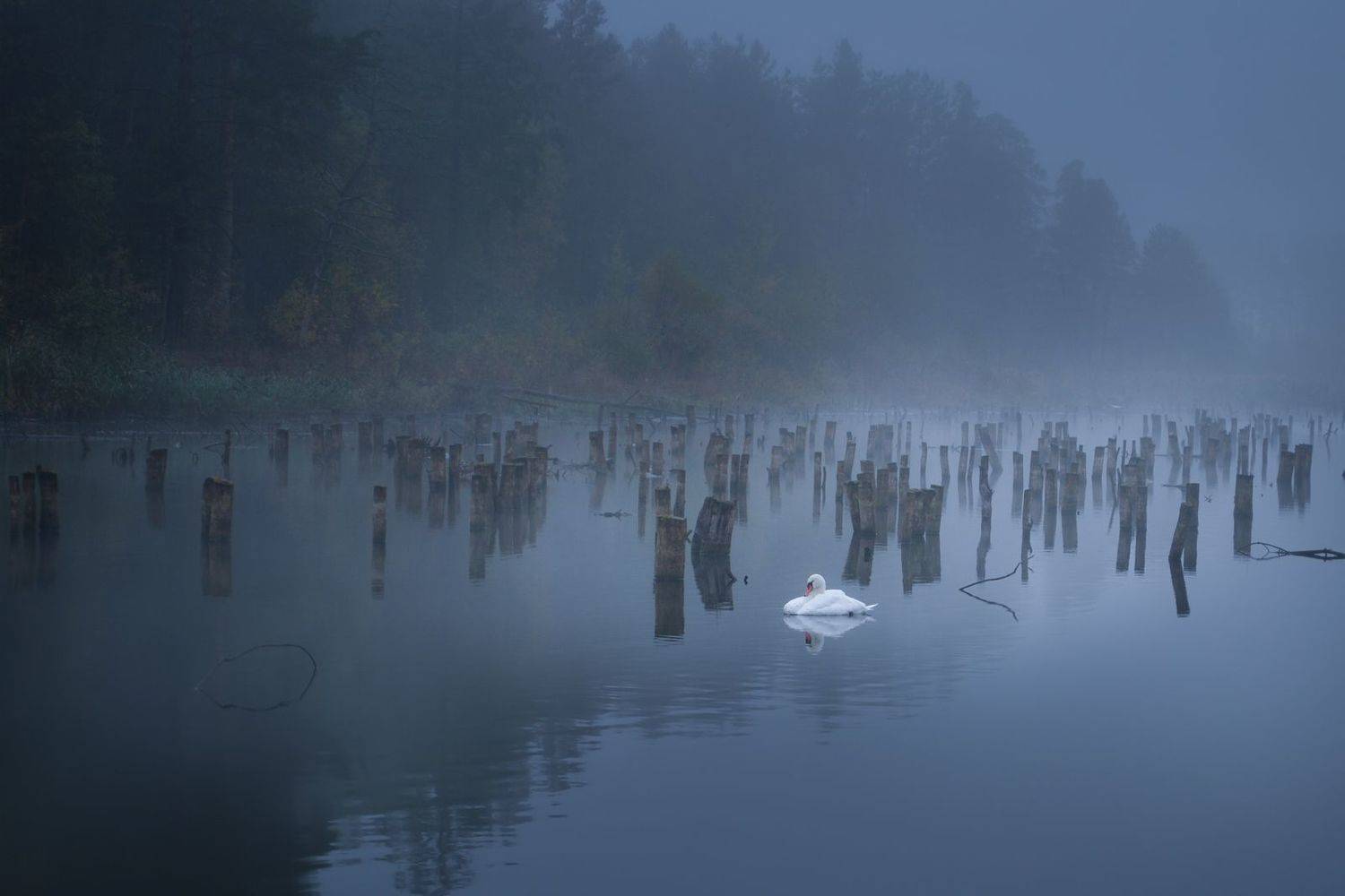 ---------------, Игорь Денисов