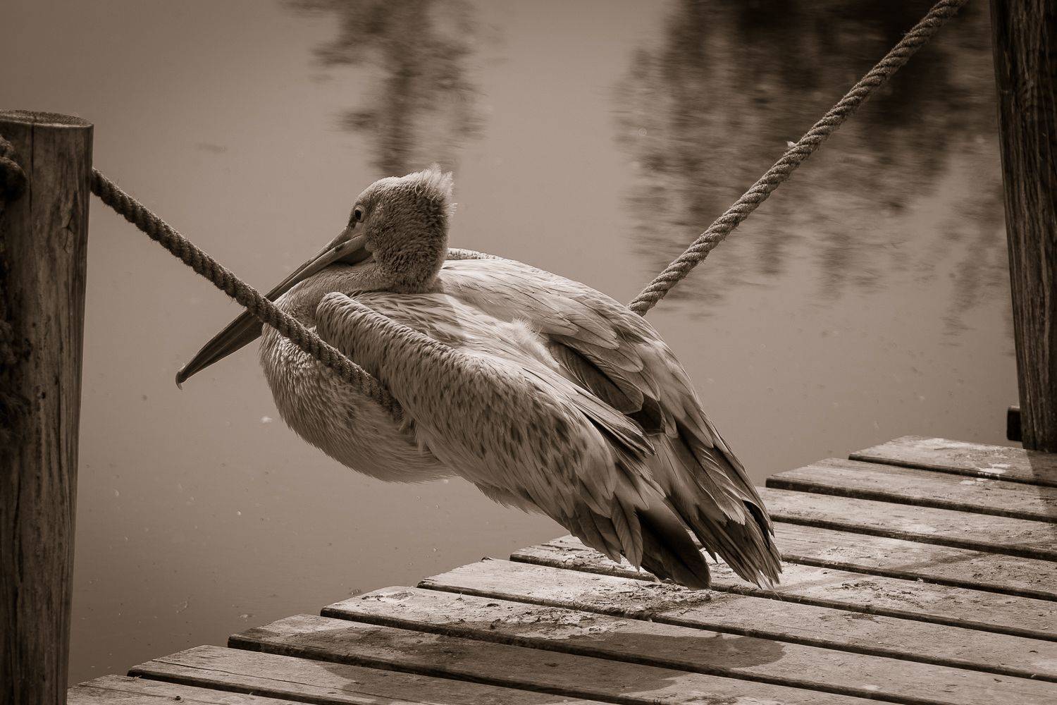 , Максимова Дария