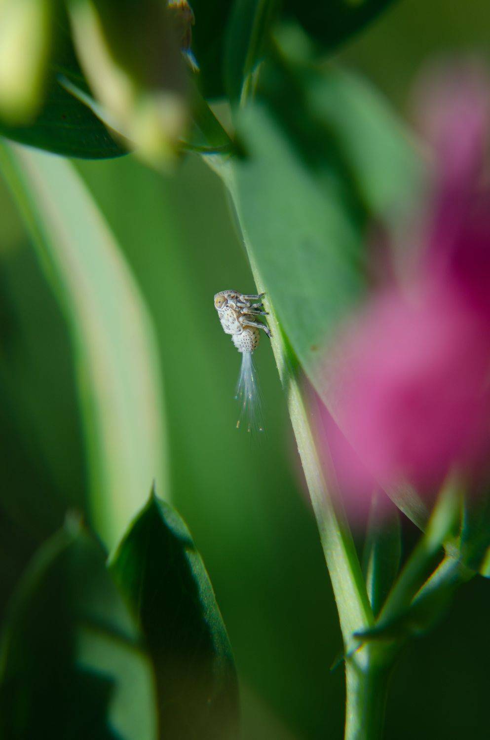 Личинка, насекомое, макрофото, природа, трава, растения, Shadow Anna