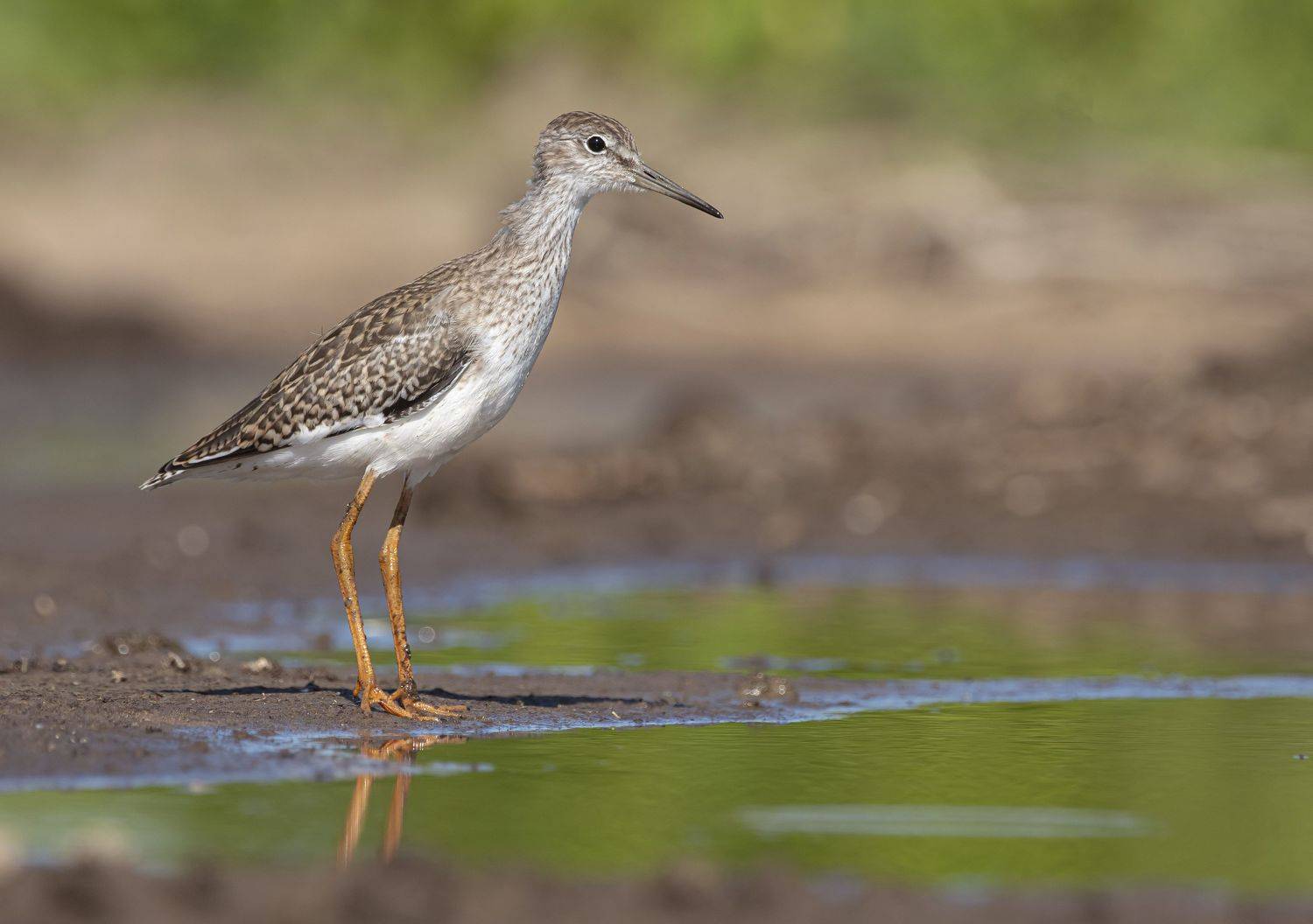 птицы,природа, лето, Андрей Киселёв