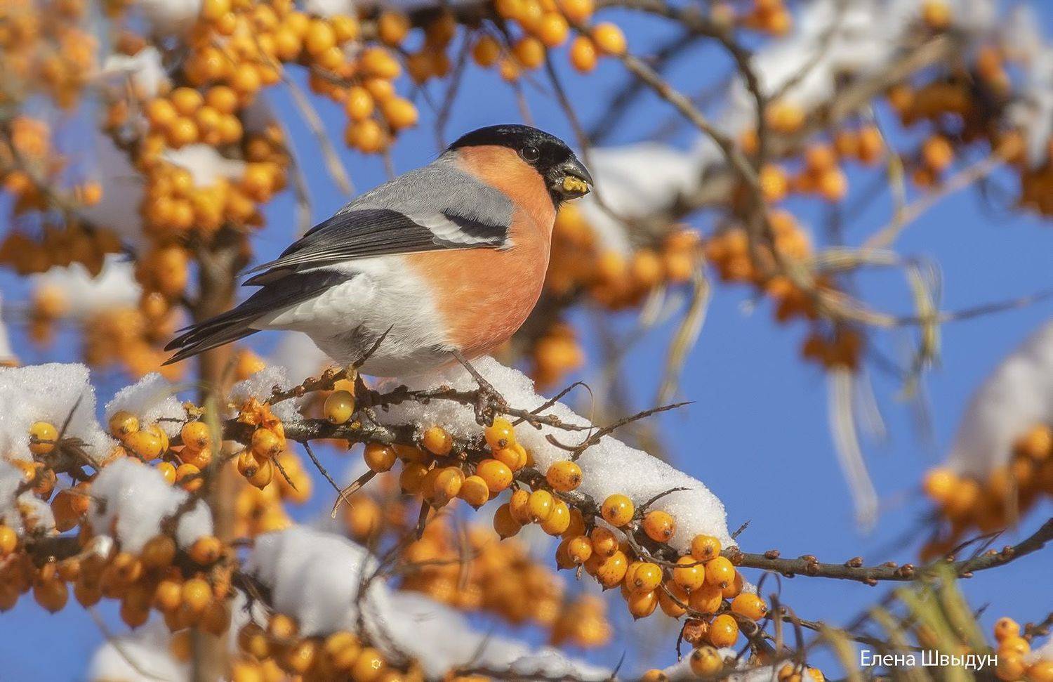 bird of prey, animal, birds, bird, animal wildlife,  nature, animals in the wild, снегирь, bullfinch, птицы, птица, облепиха, berries, Елена Швыдун