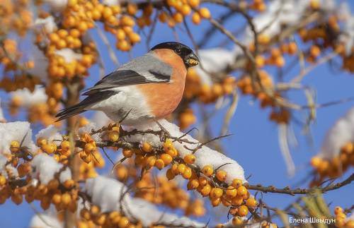 Bullfinch