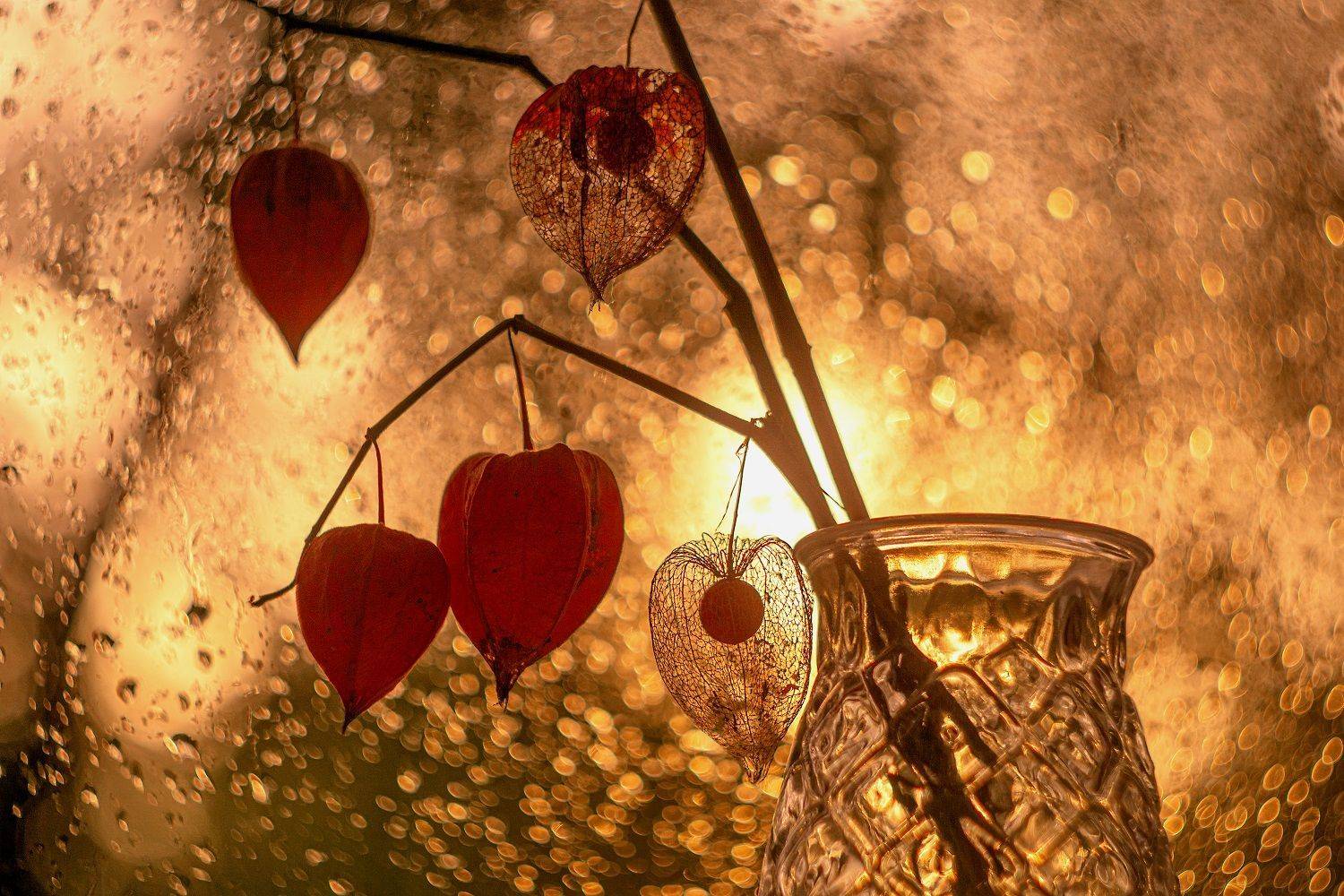 натюрморт, физалис,осень, Марина Соколова