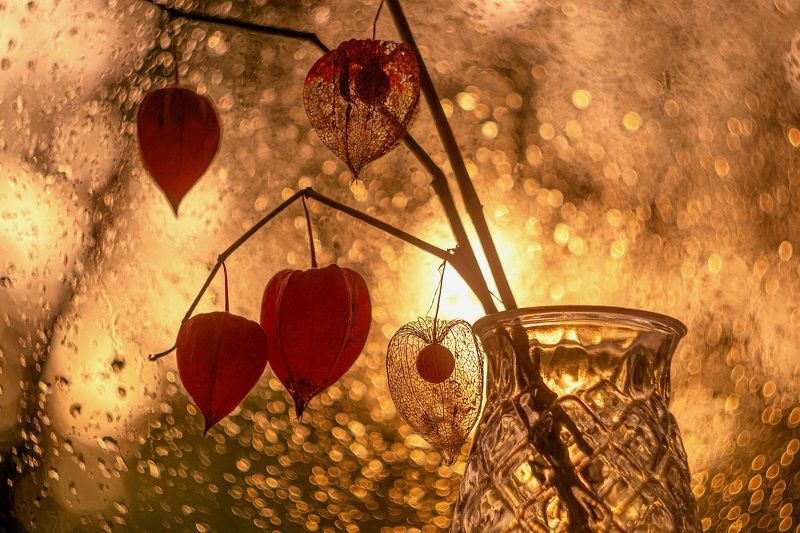 натюрморт, физалис,осень Физалис. фото превью