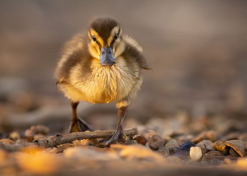 Duckling фото превью