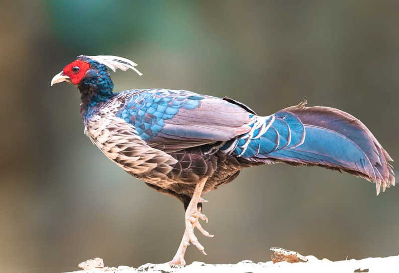 Kaleej Pheasant фото превью