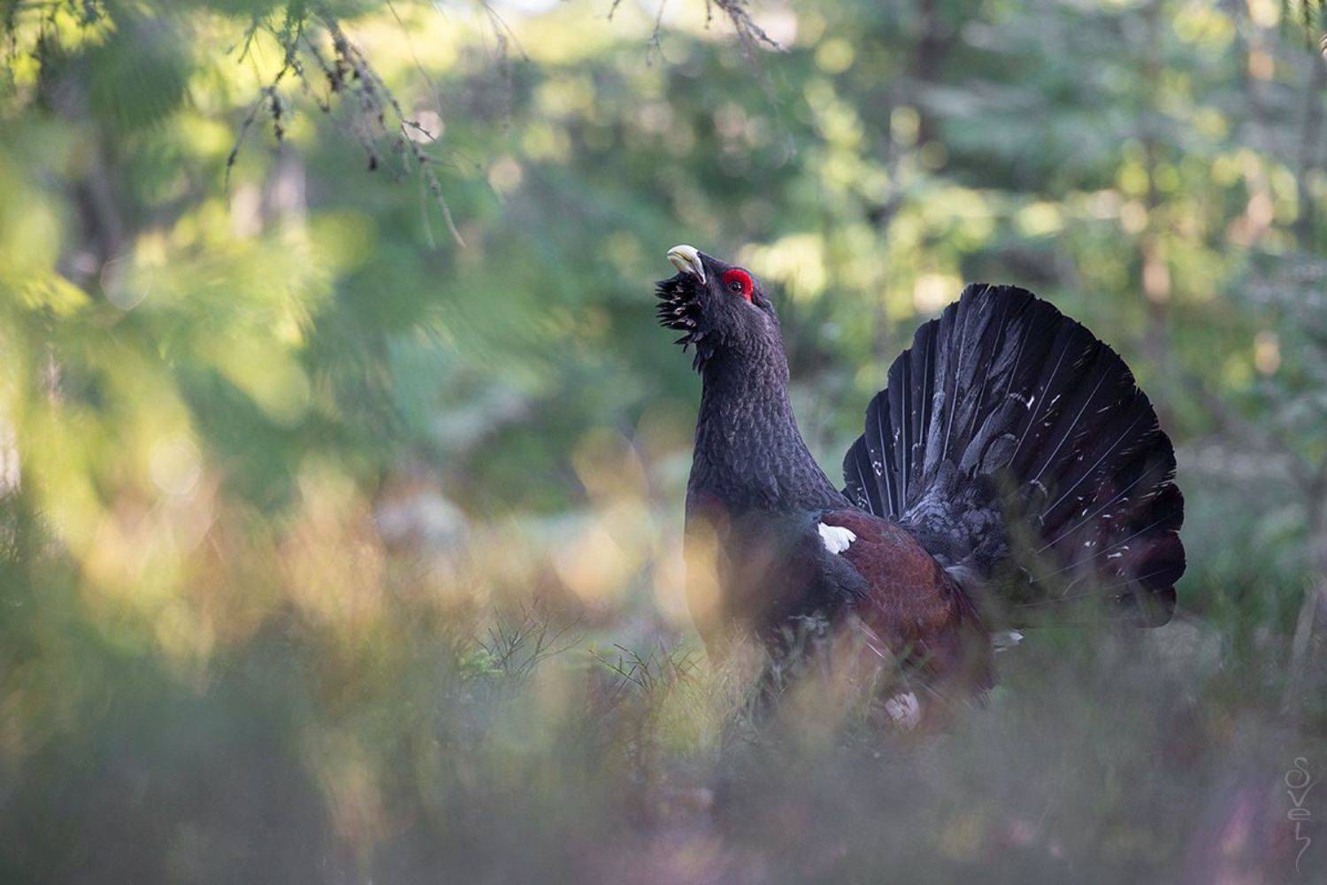 глухарь, глухариный ток, Байбекова Светлана
