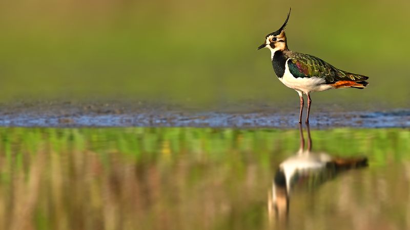 wildlife,birds,animal, The northern lapwing фото превью