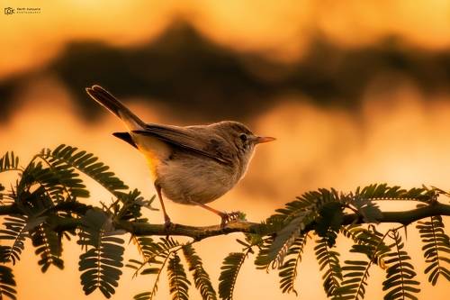Sykes's Warbler (Iduna rama)