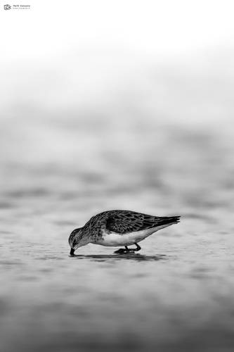 Little Stint (Calidris minuta)