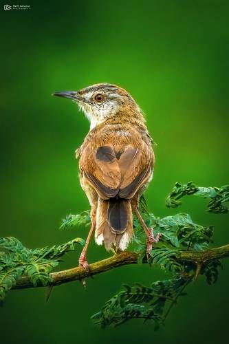 Plain Prinia (Prinia inornata)