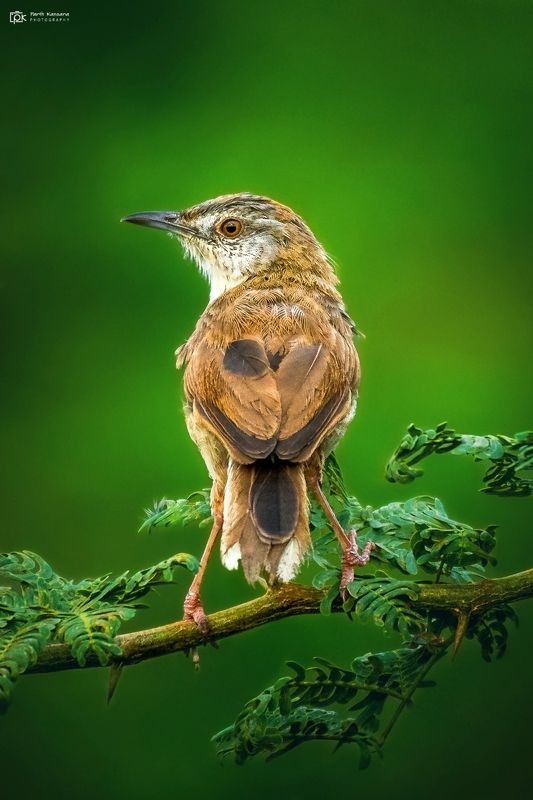 plain prinia, prinia inornata, grk, greater rann of kutch, nature, 35awards, 35photo, wildlife, birds, birds of india, parth kansara, parth kansara wildlife, indian wildlife, photo, photography, kutch, birds of kutch, nakhatrana, kutch wildlife, Plain Prinia (Prinia inornata) фото превью