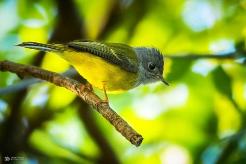 Grey-headed Canary-Flycatcher (Culicicapa ceylonensis)