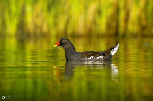 Eurasian Moorhen (Gallinula chloropus)