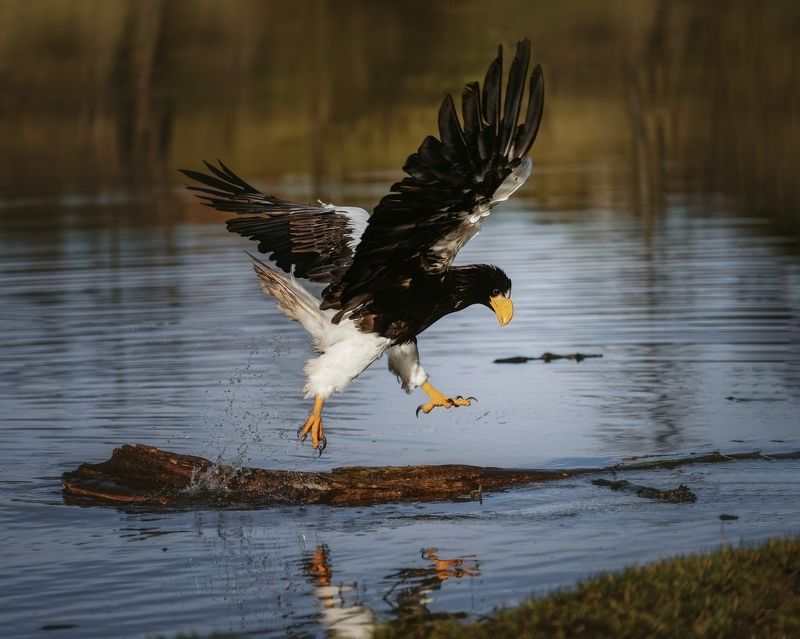 eagle, bird, animal Jumping eagle фото превью