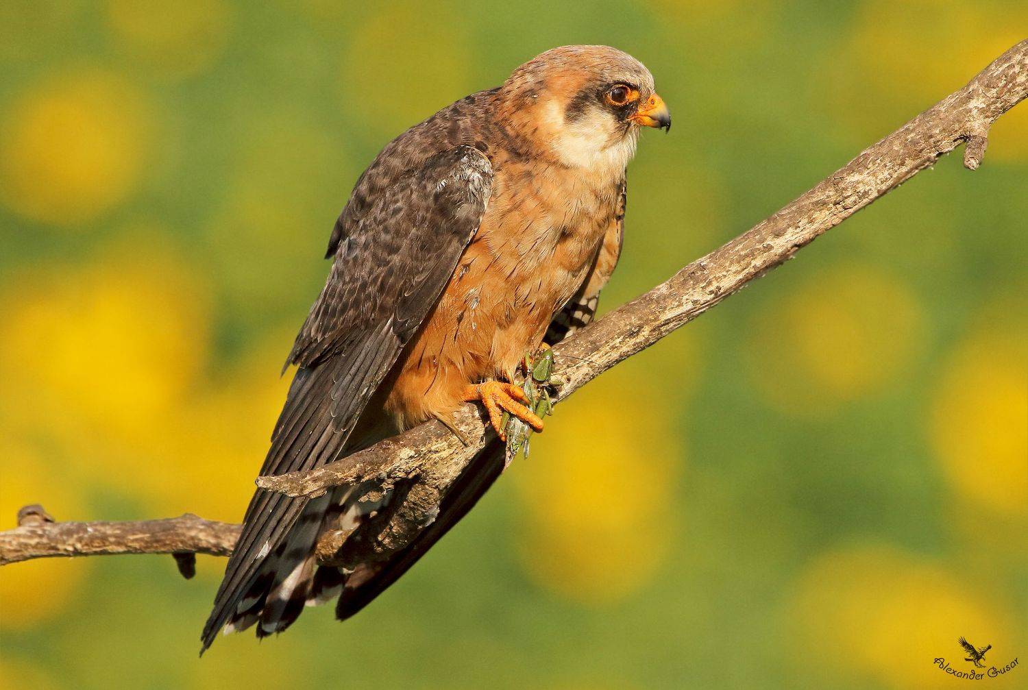 кобчик самка., Александр Гусар
