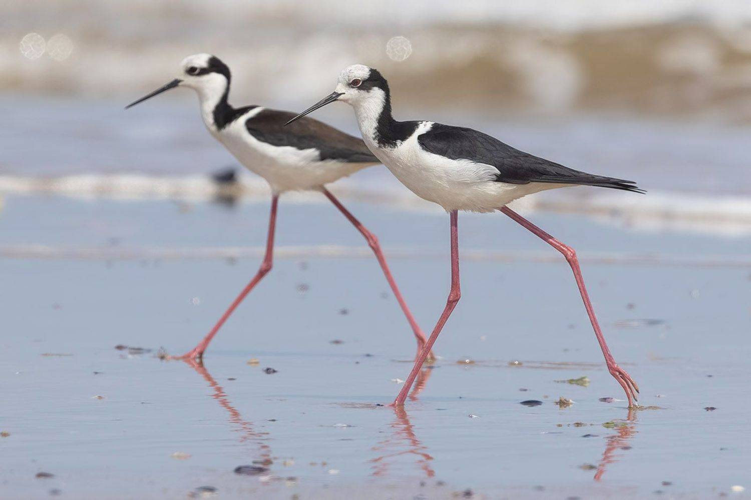 птицы, уругвай, Елена Давыдова