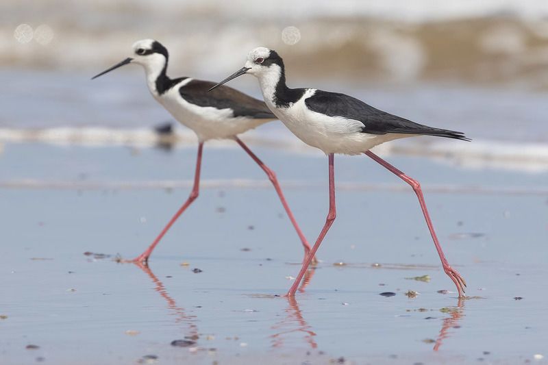 птицы, уругвай Американский ходулочник фото превью