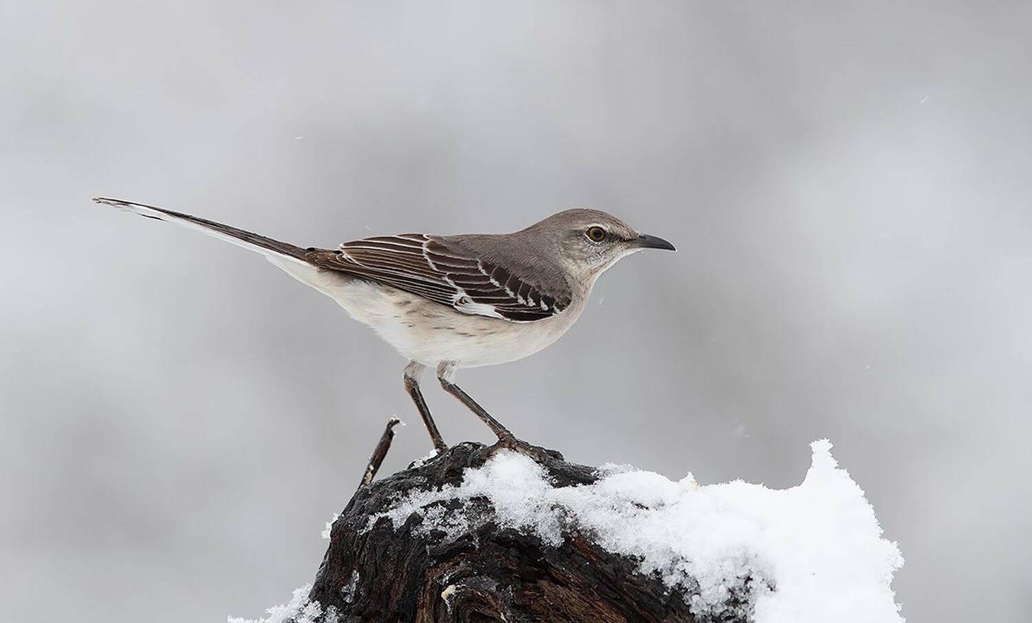 пересмешник, mockingbird,  многоголосый пересмешник, зима, Etkind Elizabeth