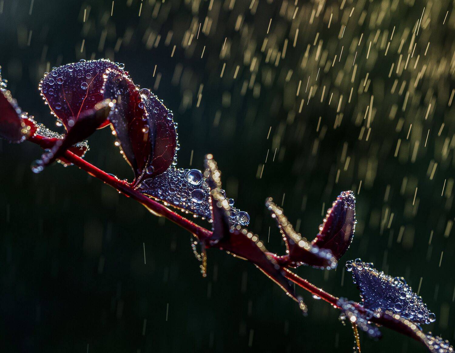 , Зеленько Дмитрий