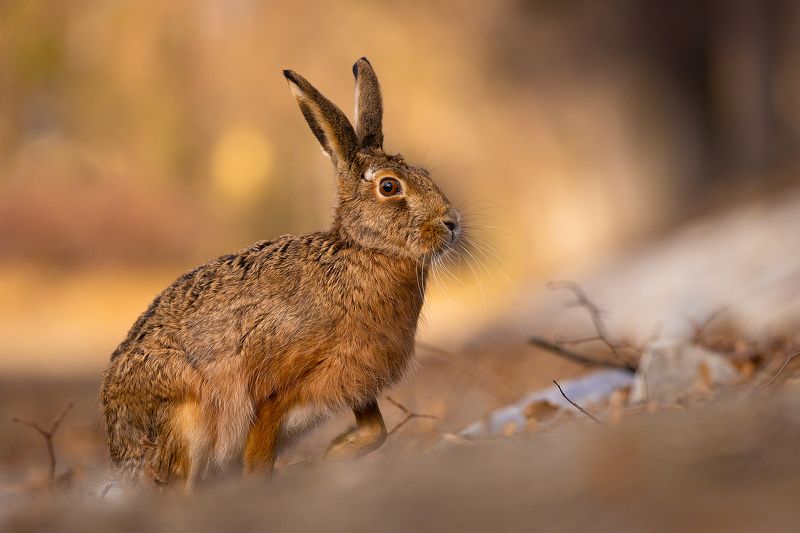 Hare фото превью