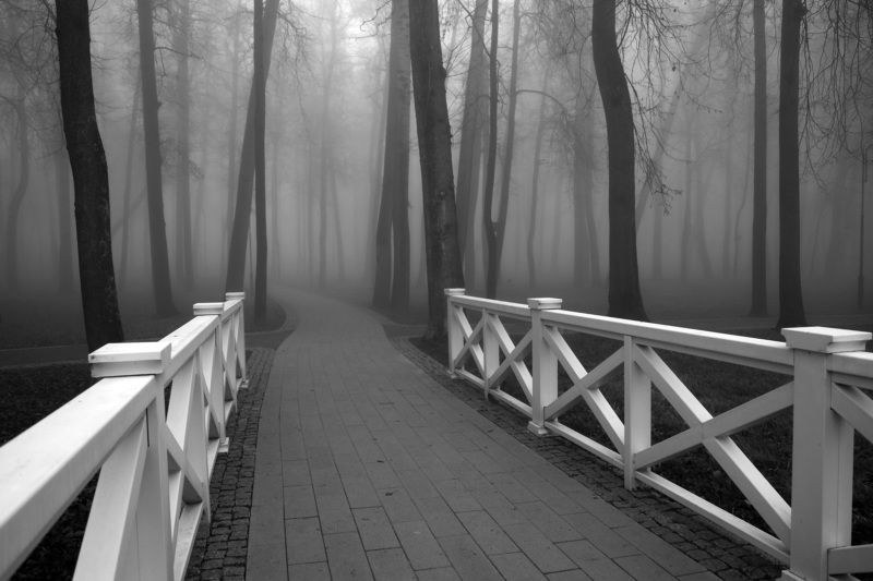 туман осень парк деревья  Туман в парке фото превью
