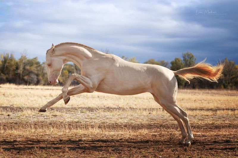 Лошадь, лошади, horse, horses, галоп, поле, степь, осень Памирхан фото превью