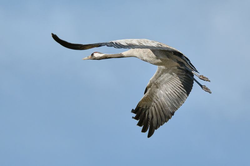 #bird #wildlife #nature #birdphotography Полет фото превью