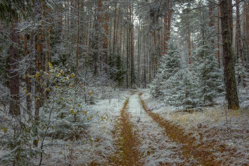 О первом снеге в лесу
