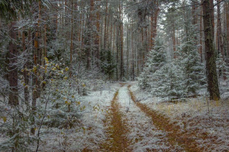 осень серково октябрь снежок лес дорога О первом снеге в лесу фото превью