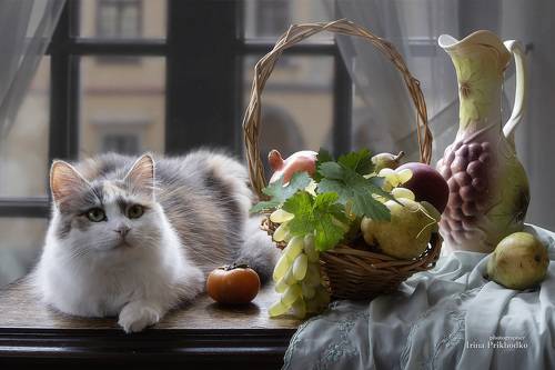 Натюрморт с кошкой