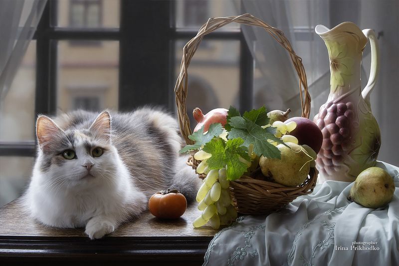 Натюрморт с кошкой фото превью